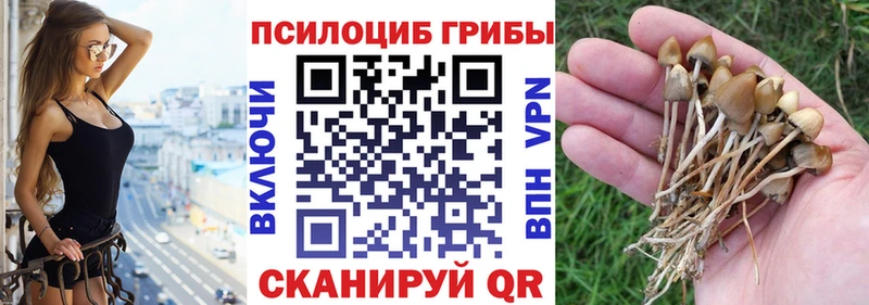 где можно купить наркотик  Белебей  Галлюциногенные грибы Psilocybine cubensis 